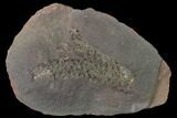 Tree-like Plant (Lepidophloios) Fossil - Illinois #142504-1